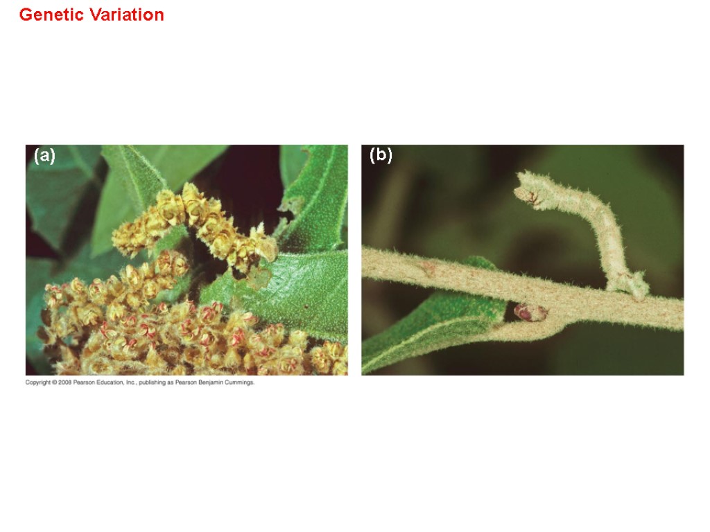 Genetic Variation (a) (b)